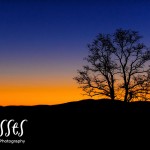 Elissa_w514 Elissa_w514